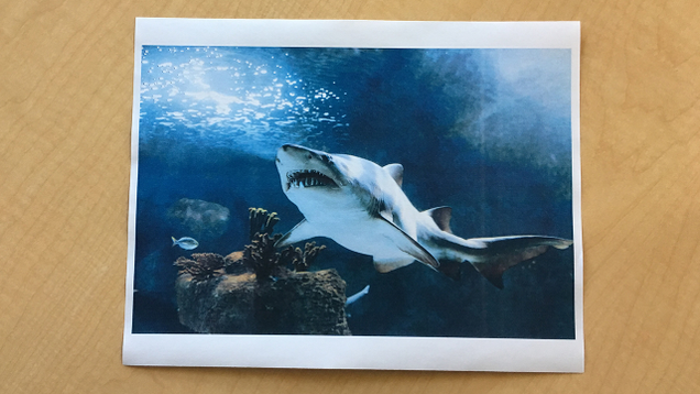 Illustration for article titled Life Of Luxury: Elton John’s 6 Favorite Shark Pictures To Stare At During Long, Transcontinental Flights